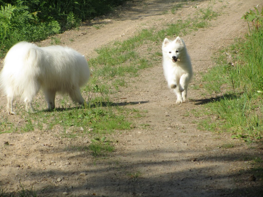 Kesämuistelua