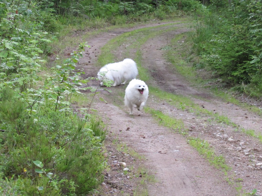 Mökkimaraton